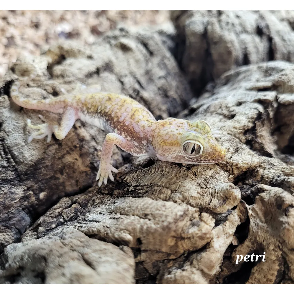 Israelsk Ørkengecko - Stenodactylus petri